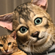 Illustration for article titled Turn Your Cats Face Into A Wearable Mask